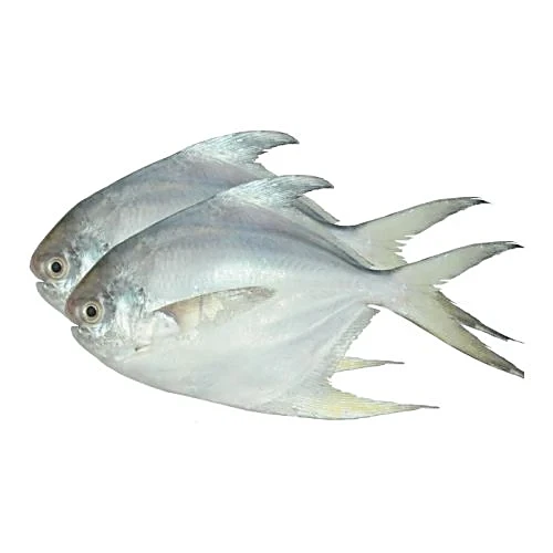 White pomfret whole