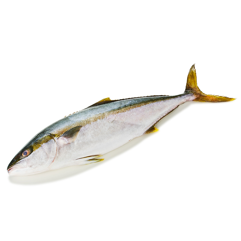 Yellow tail whole