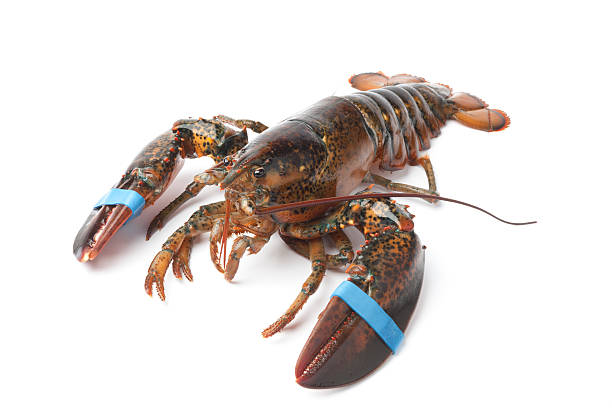 Live lobster whole