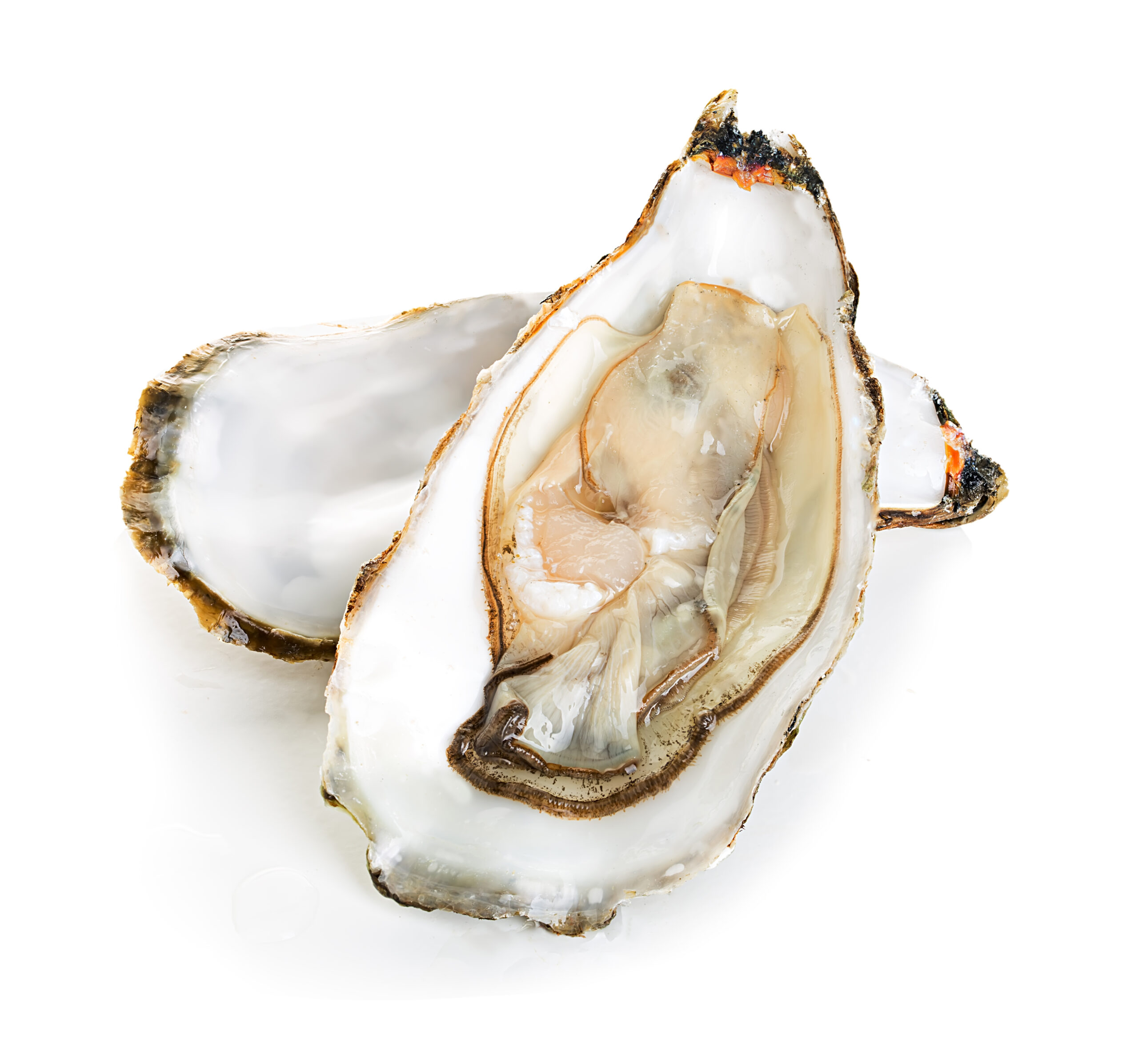 Oyster half shell