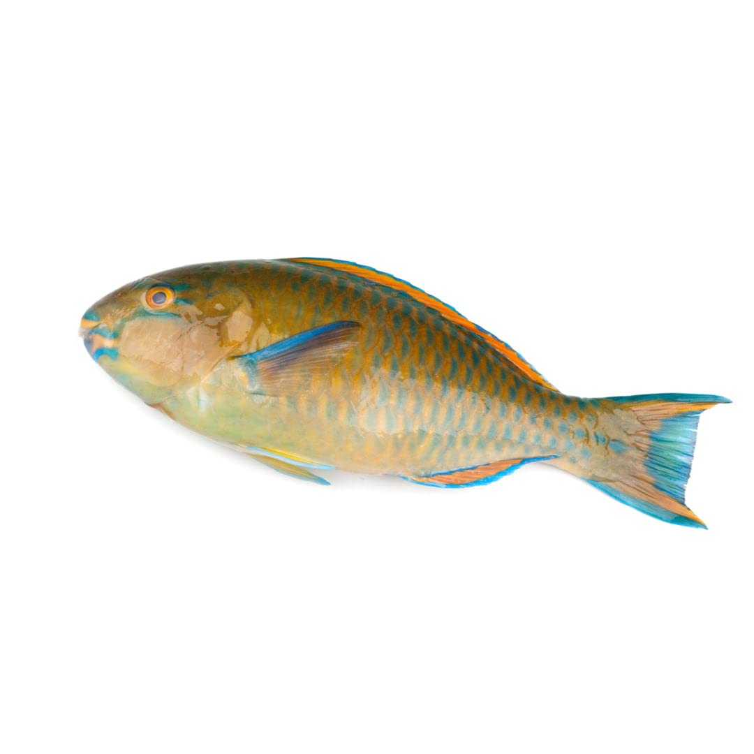 Parrot fish whole
