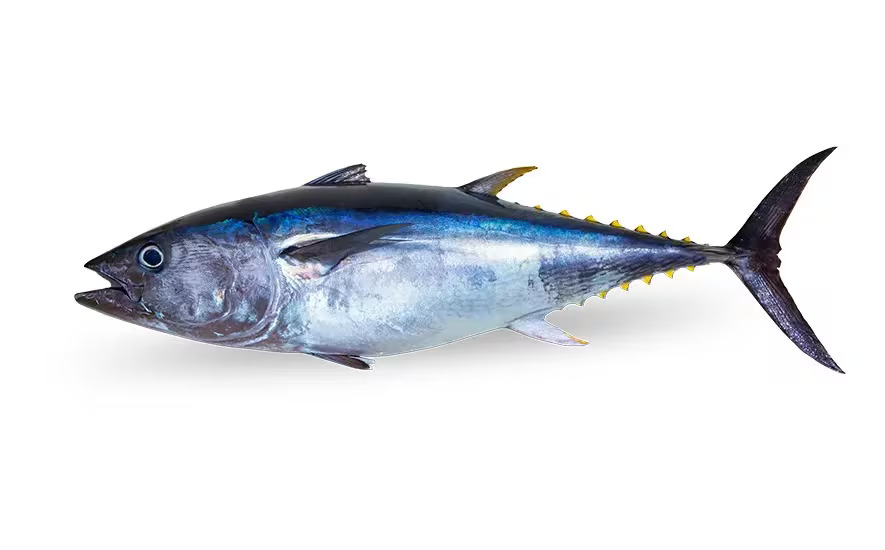 Tuna whole