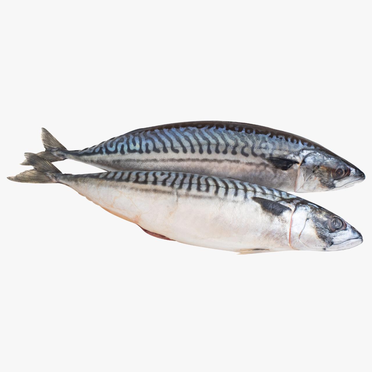 Atlantic mackerel whole