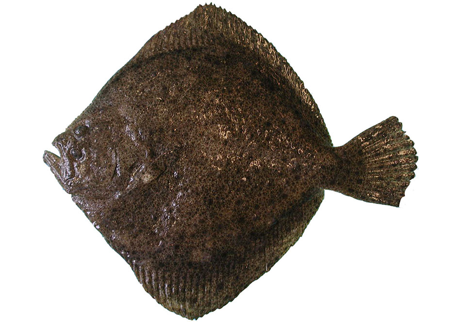 Turbot