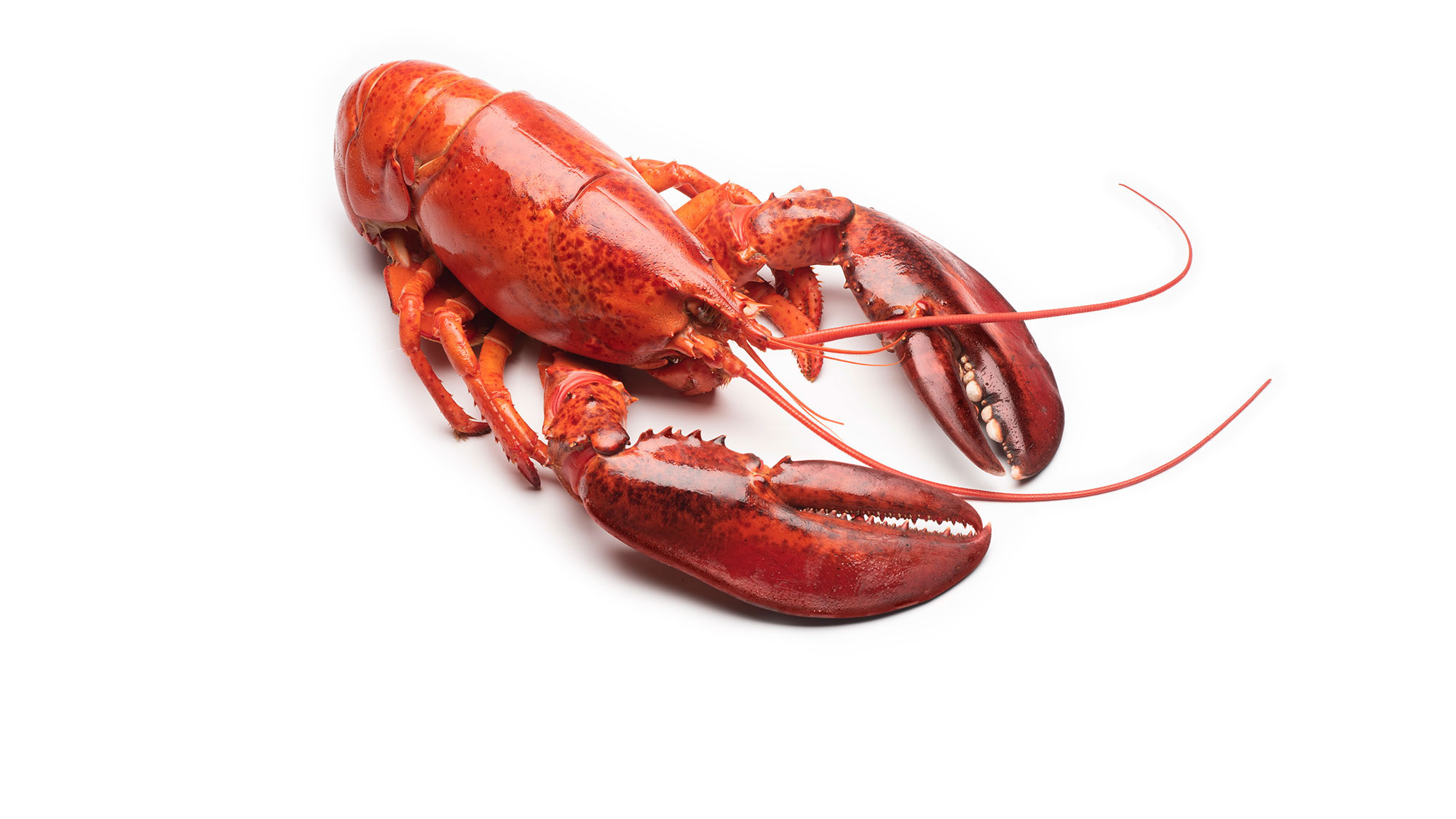 Canadian lobster whole