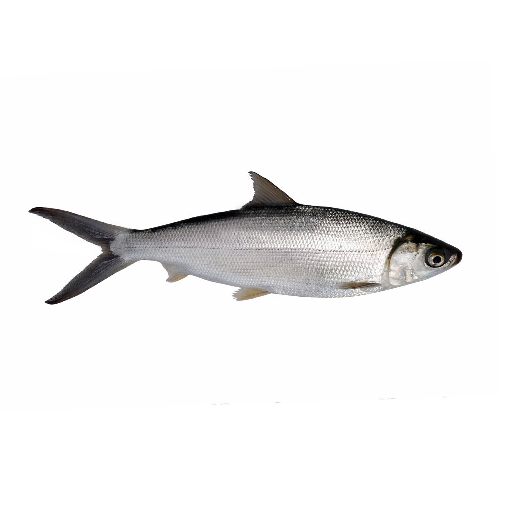 Milk fish whole