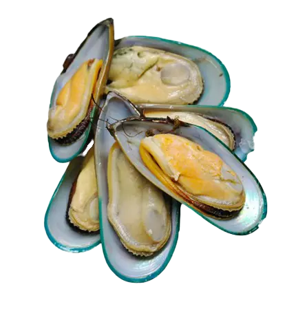 Mussel half shell