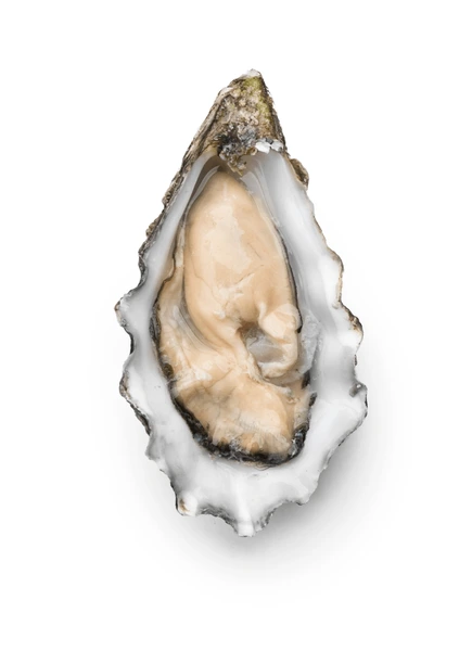 Oyster half shell