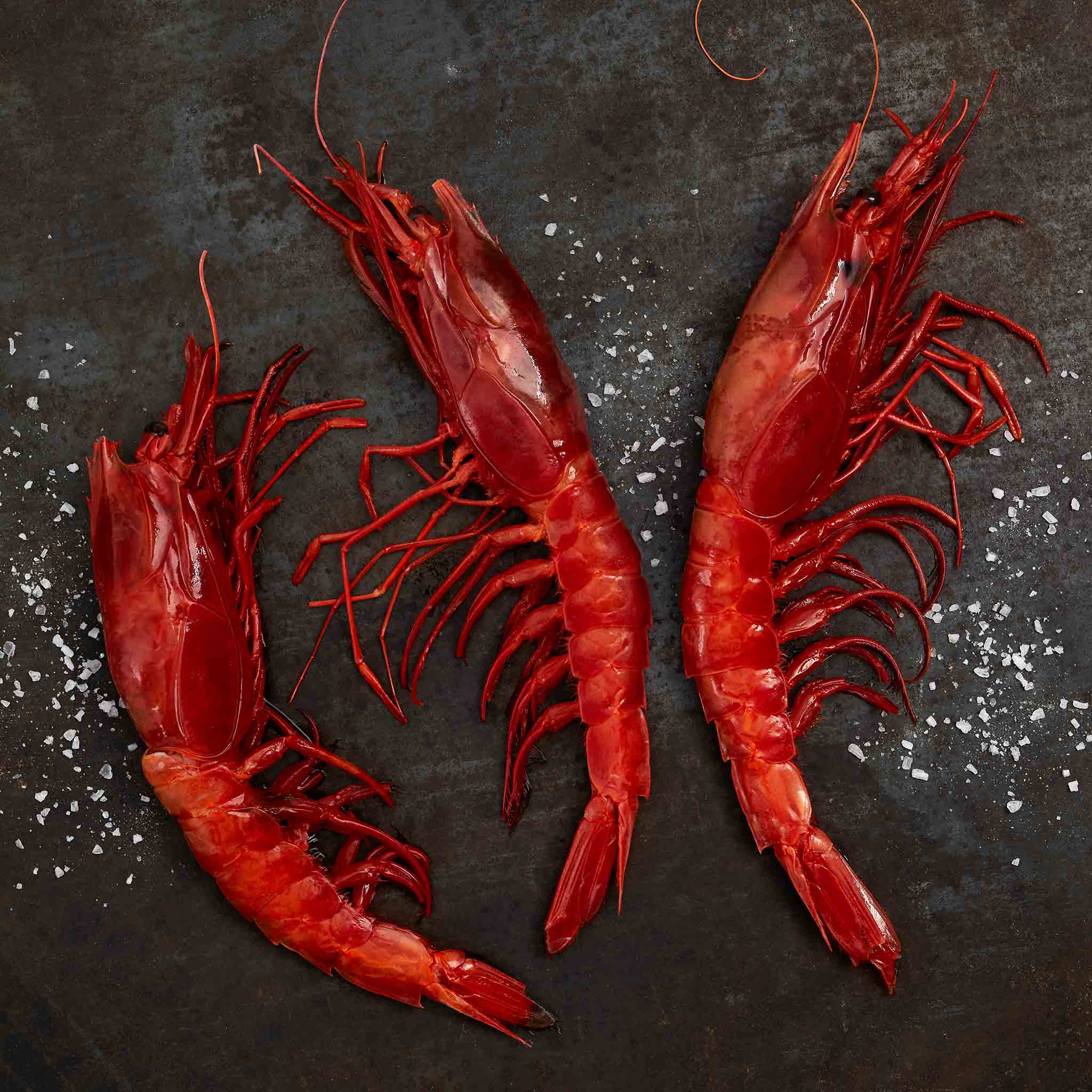 Red carabinero shrimps