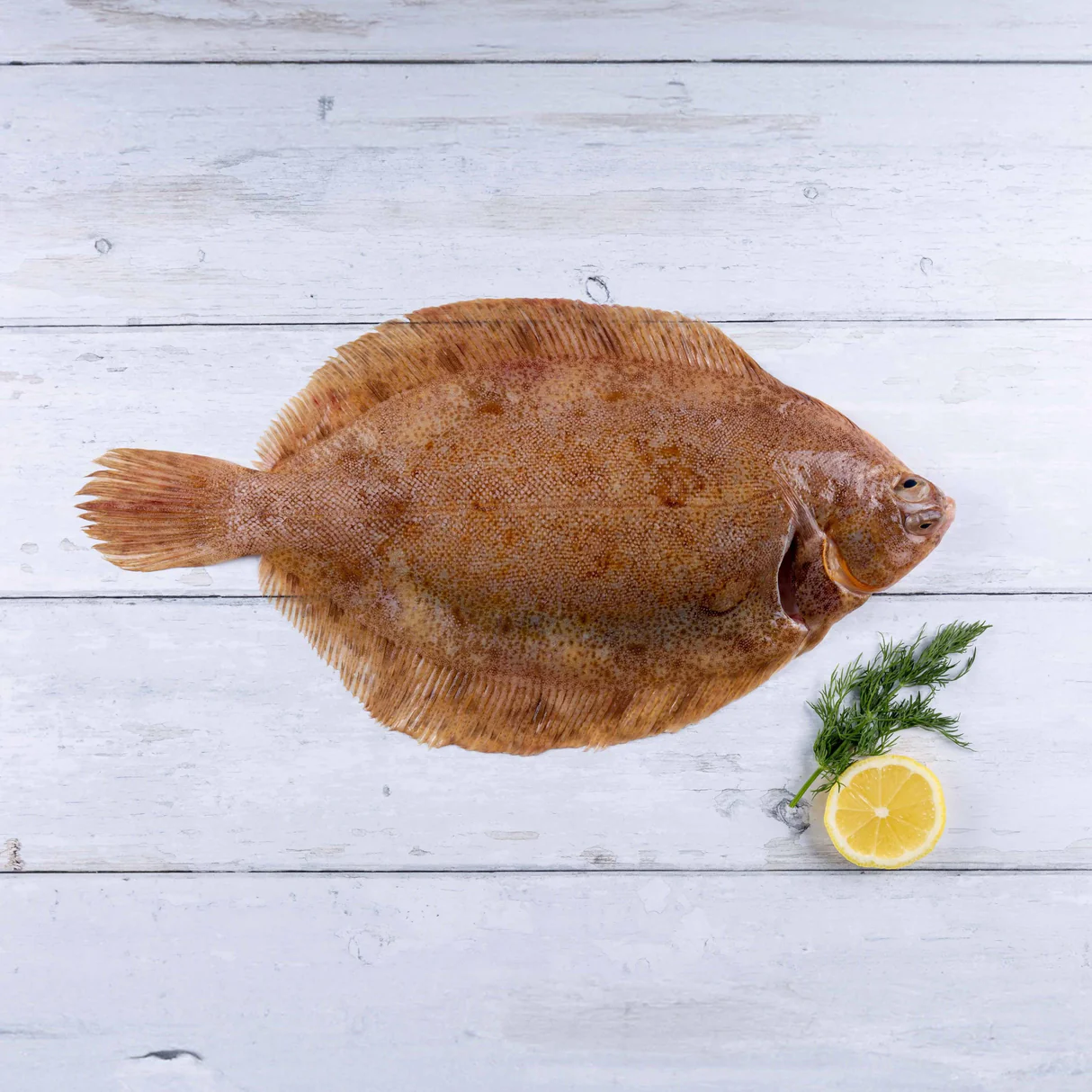 Lemon sole