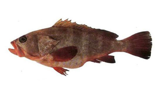 Hamour (disco) whole