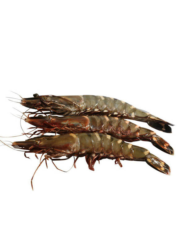 Shrimps h/on black tiger