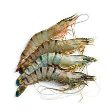 Shrimps h/on sea tiger
