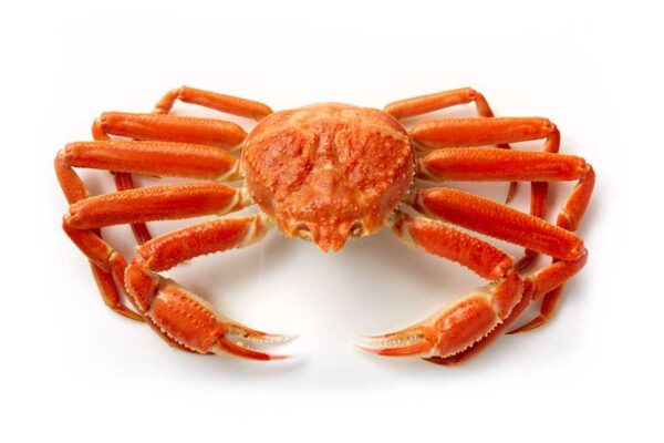 Snow crab whole