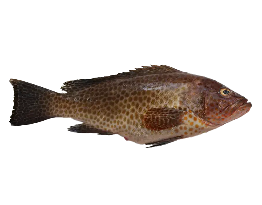 Grouper/hamour whole
