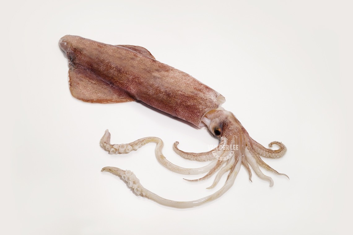 Squid whole