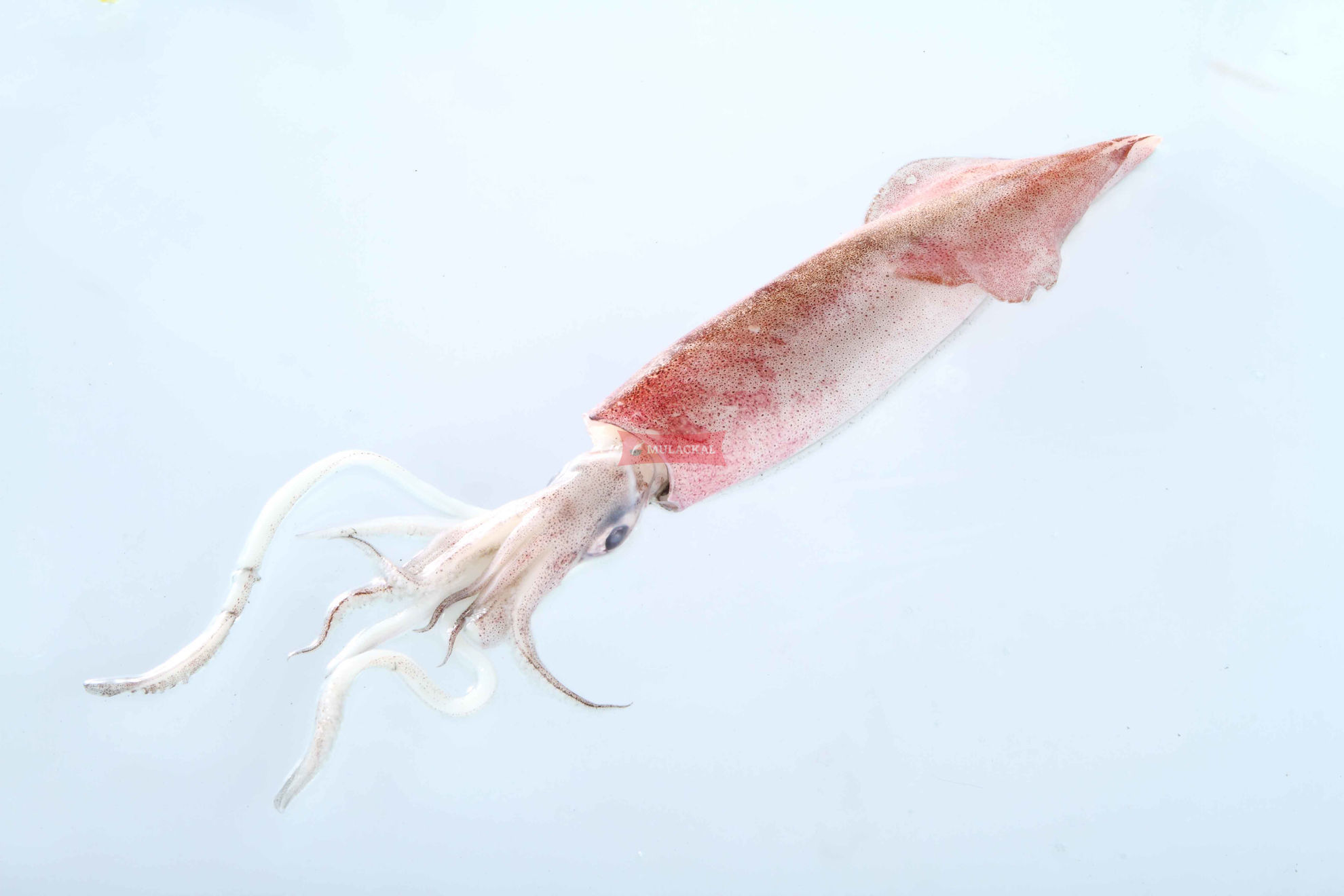 Squid whole patagonia