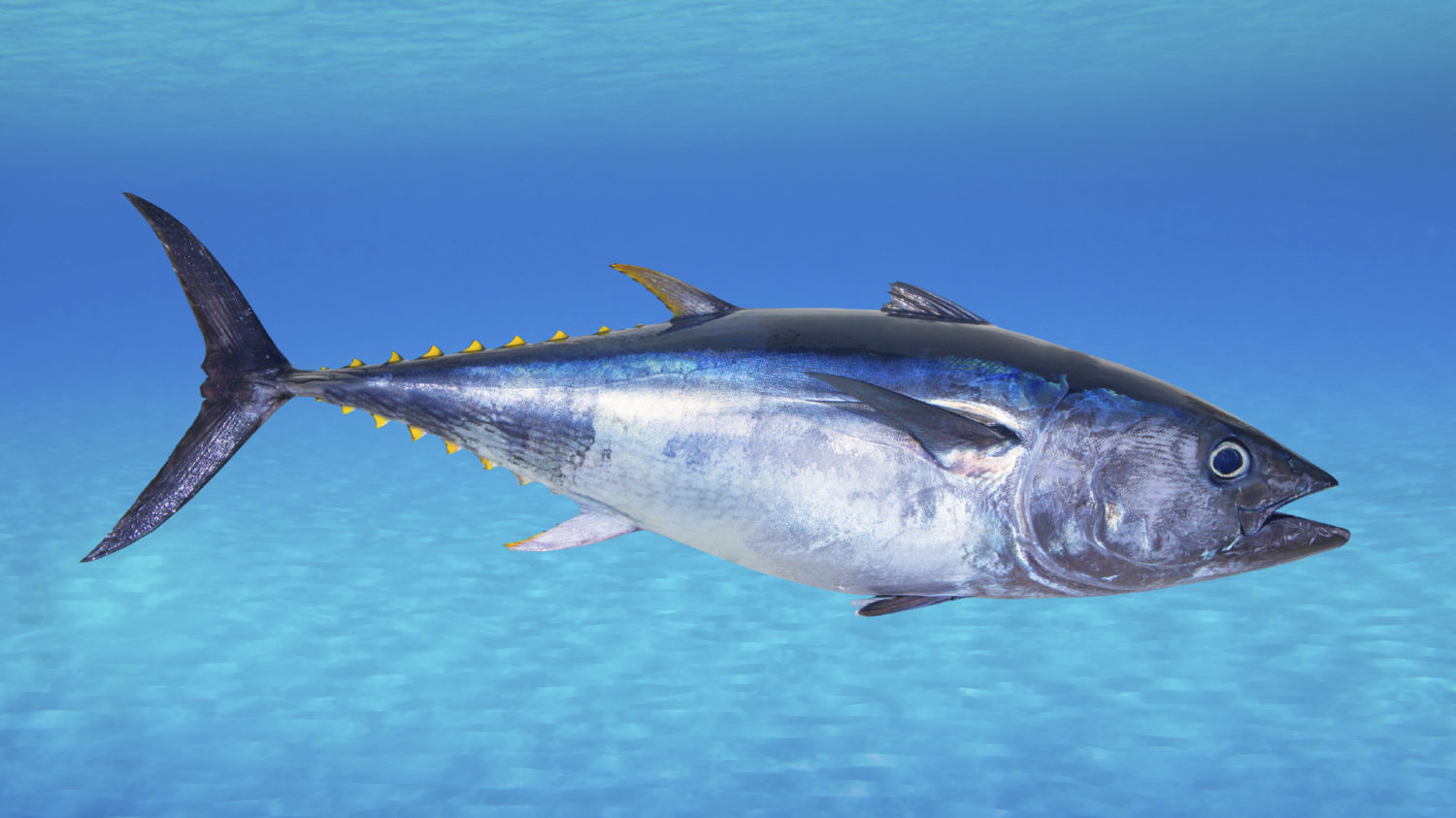 Bluefin tuna